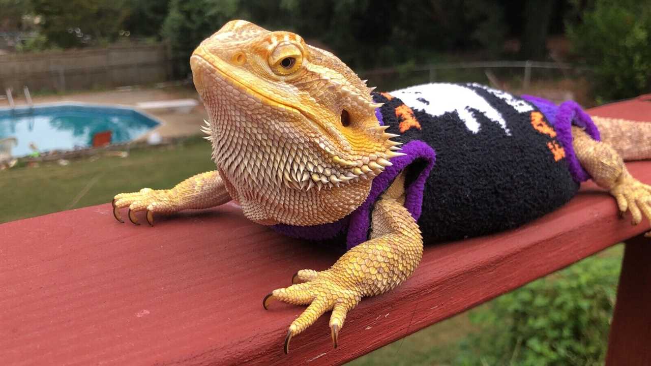 Purple bearded dragon for sale