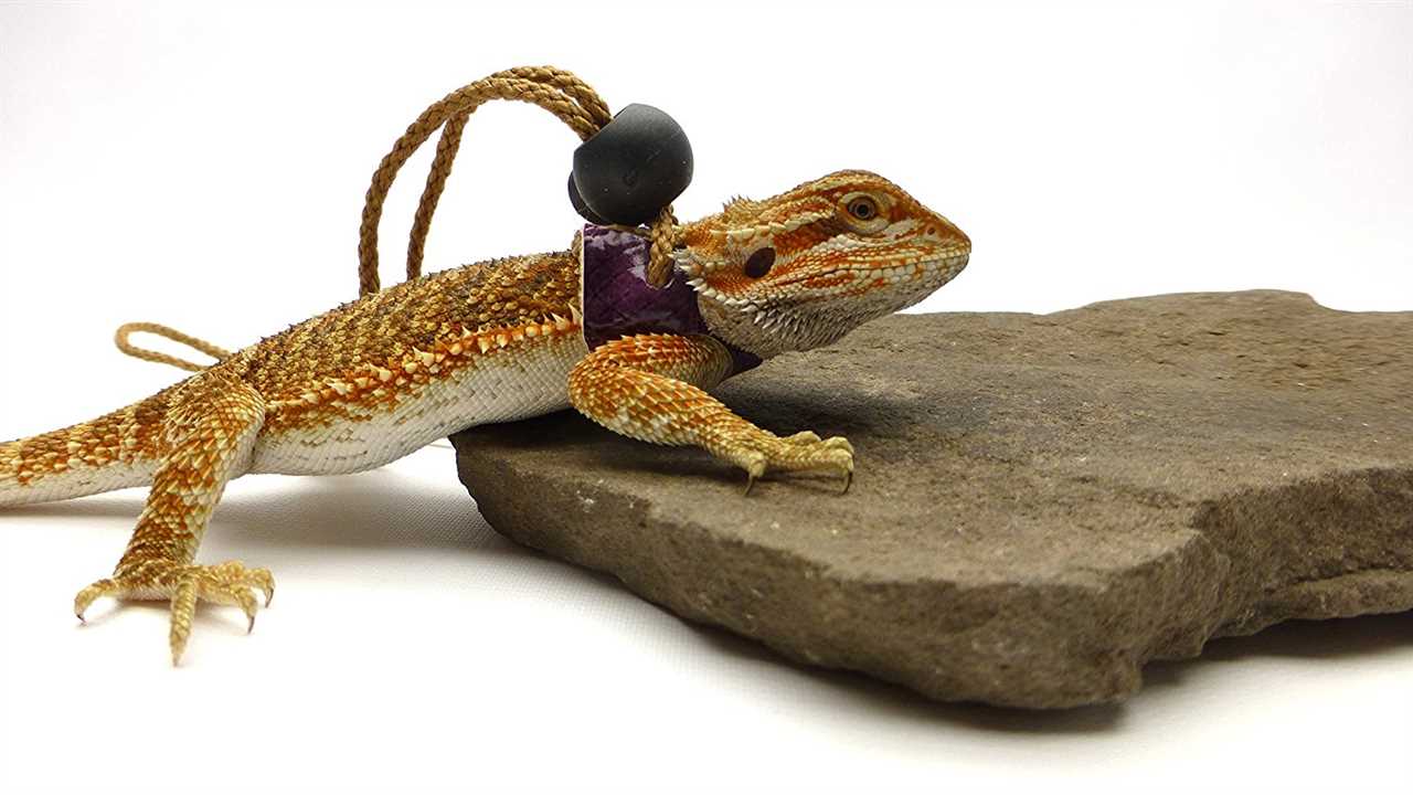 Housing and Care Requirements for the Purple Bearded Dragon