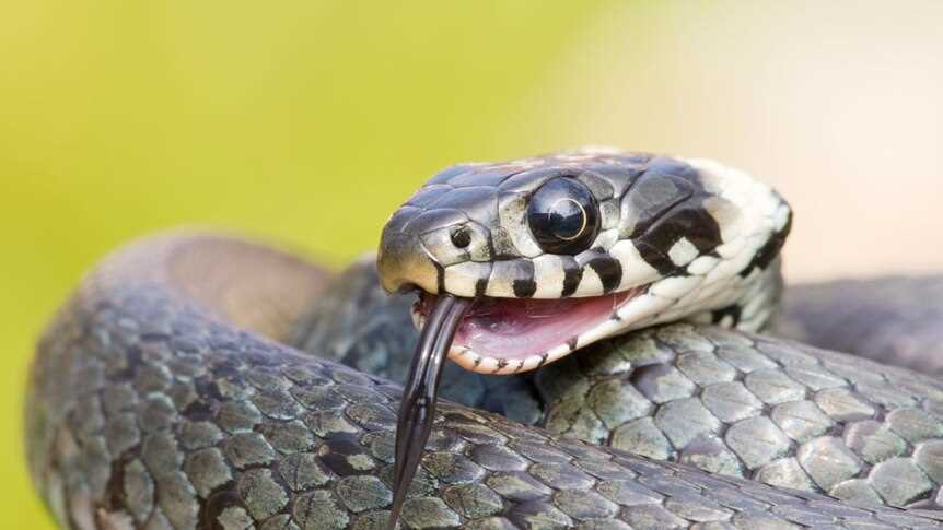 The Symbolism of Python Snake Eyes in Programming