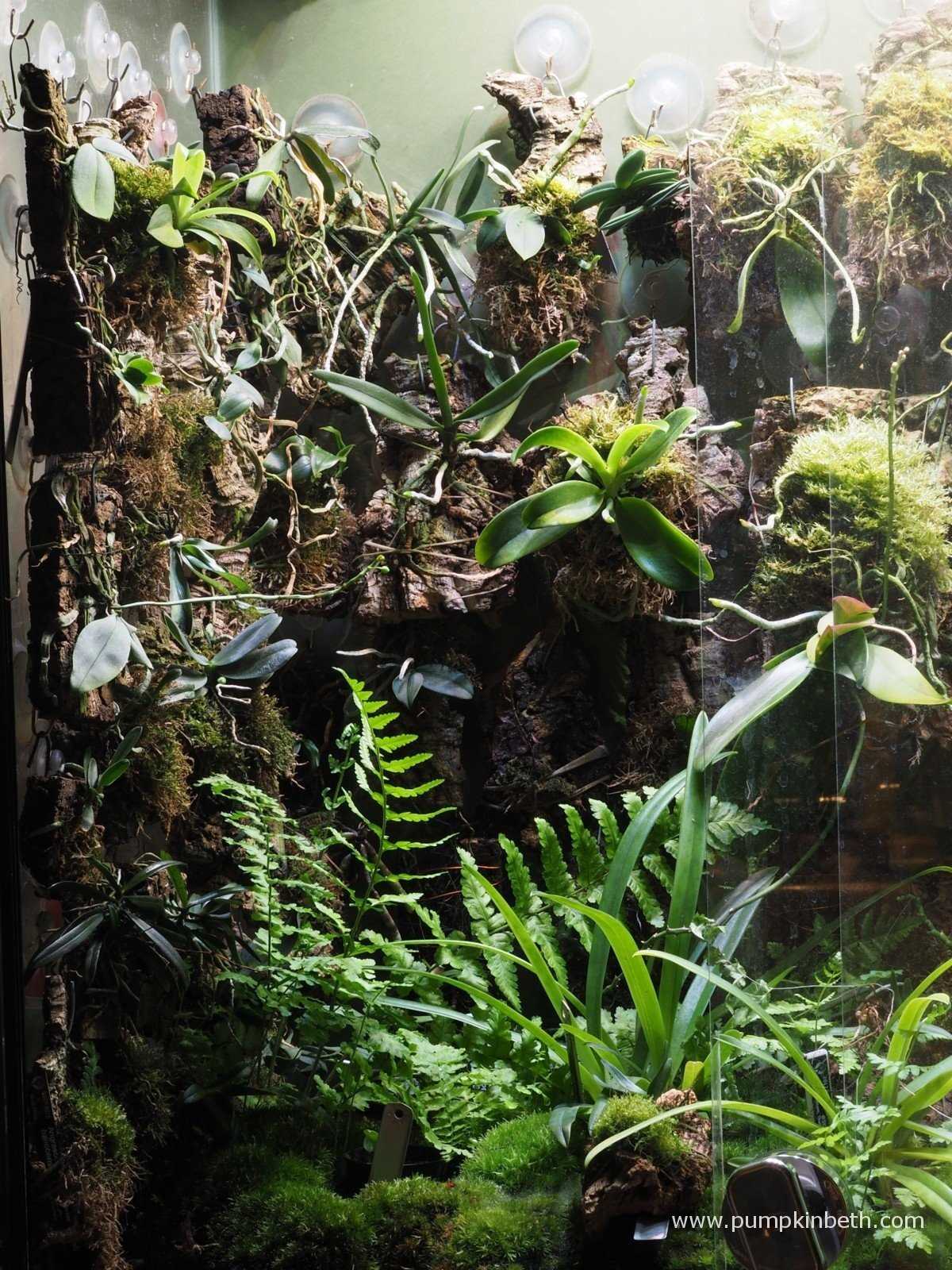 Benefits of a Rainforest Terrarium