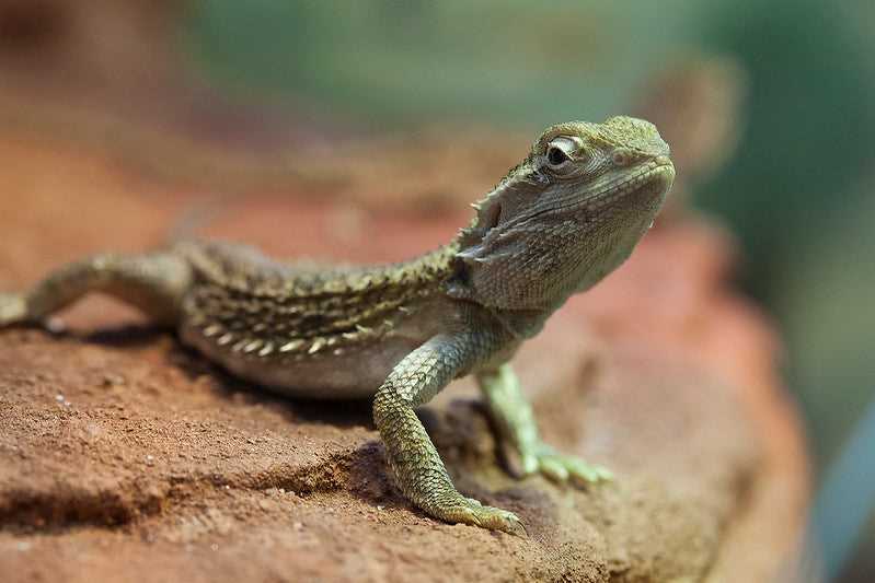 Key Differences between Rankins Dragon and Bearded Dragon