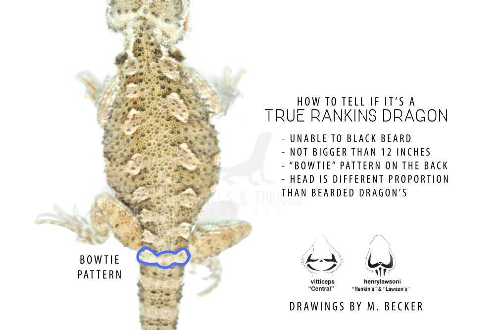 Rankins dragon vs bearded dragon