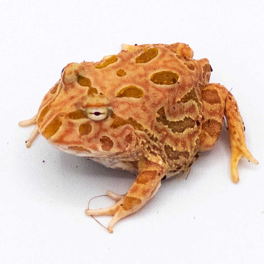 Raspberry pacman frog