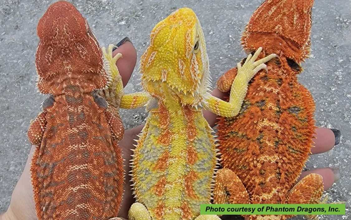 Conservation Status of the Red Bearded Dragon and Its Role in the Ecosystem