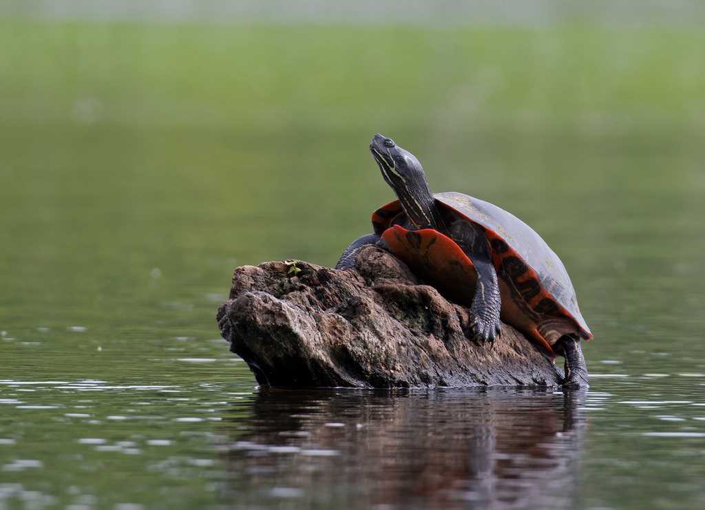 Differences between the Red Bellied Cooter Turtle and Other Turtle Species