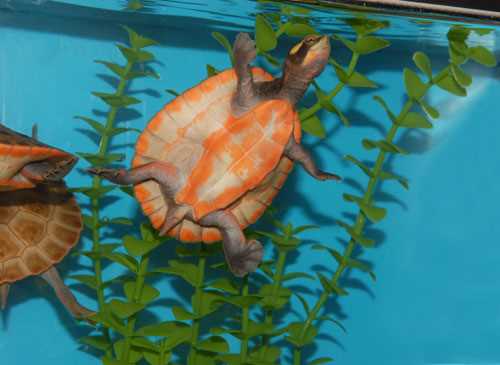 Handling and Interaction with Your Red Bellied Short Necked Turtle