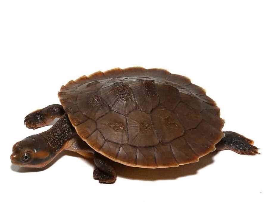 Temperature and Lighting Requirements for Red Bellied Short Necked Turtles