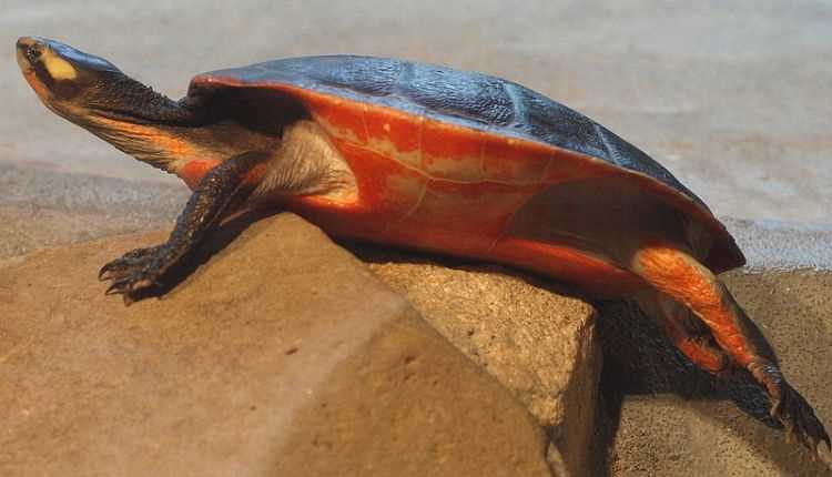 Red bellied short necked turtle