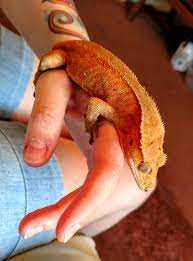 Importance of Providing a Proper Temperature and Humidity for the Red Crested Gecko