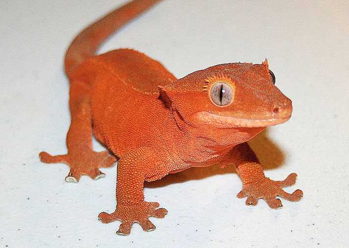 Handling and Care of the Red Crested Gecko