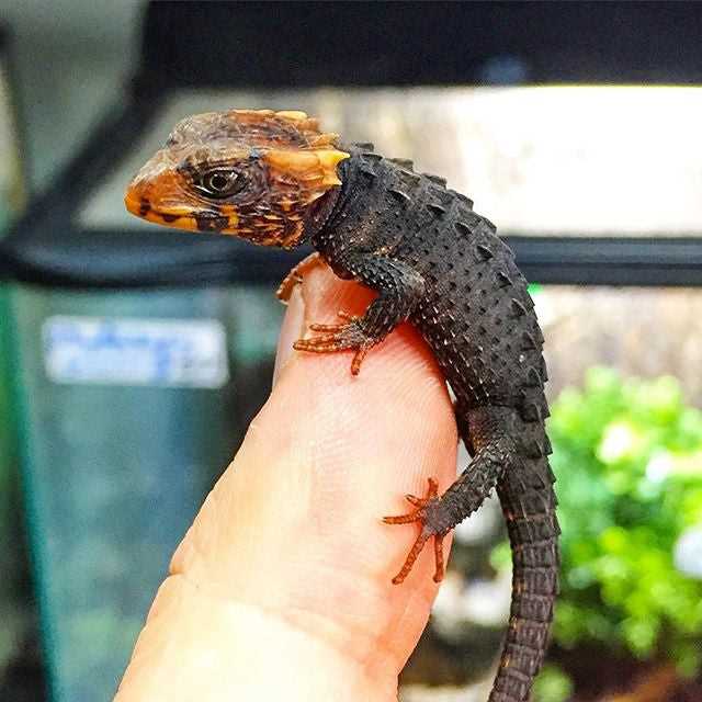 Physical Characteristics of the Red Eyed Crocodile Skink