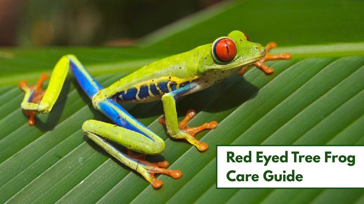 Providing Proper Lighting and Heating for Your Red Eyed Tree Frog