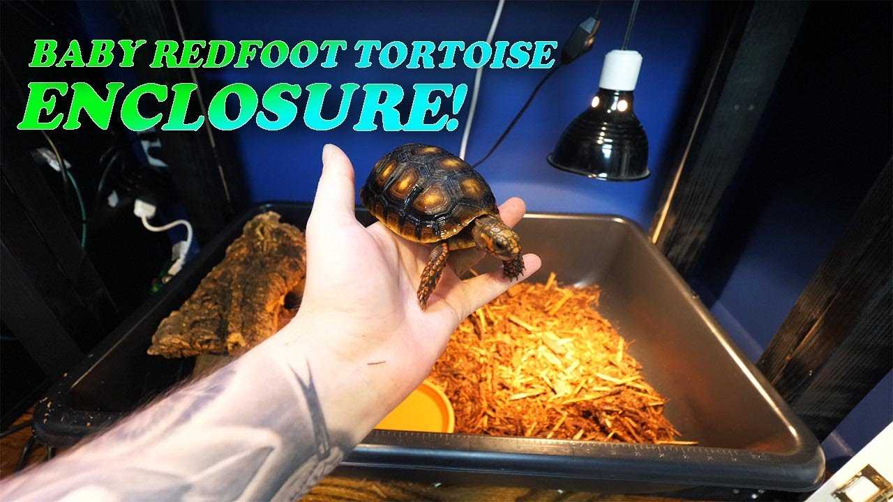 Red foot tortoise indoor enclosure