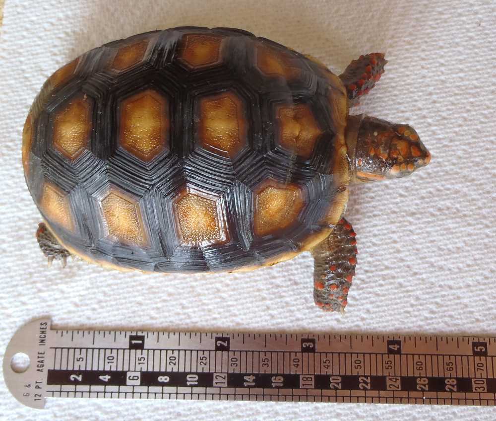 Factors Affecting Red Footed Tortoise Size