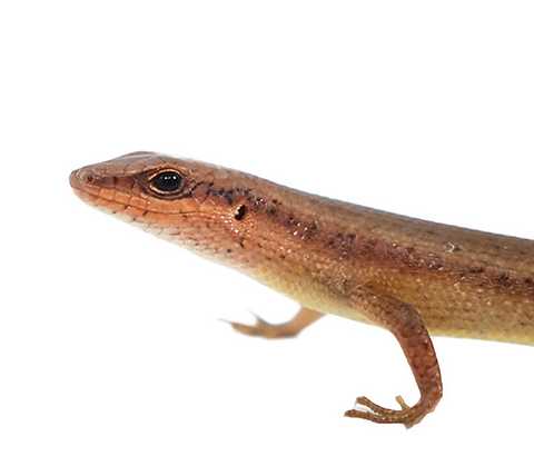 Diet and Feeding Habits of Red Sided Skink