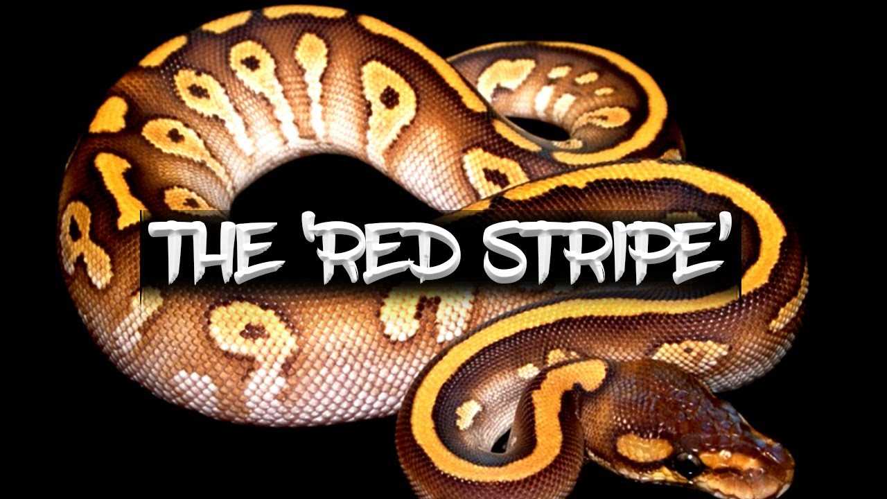 Red stripe ball python