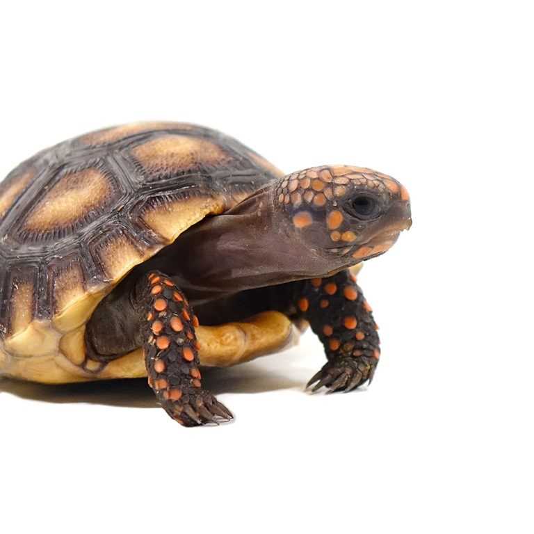 Physical Characteristics of Redfoot Tortoise