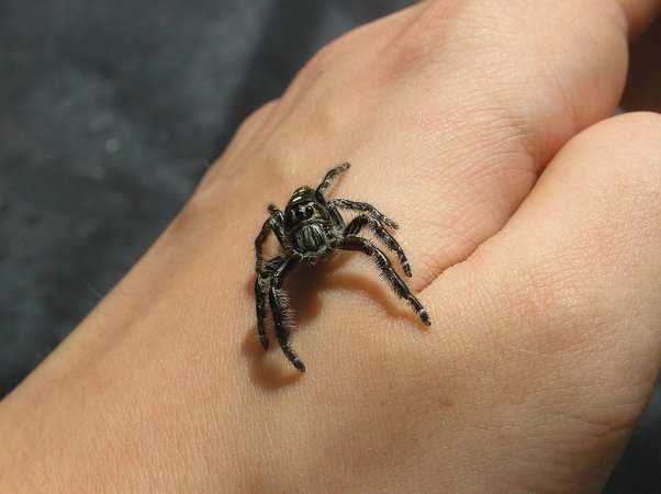 Average Size of Regal Jumping Spiders
