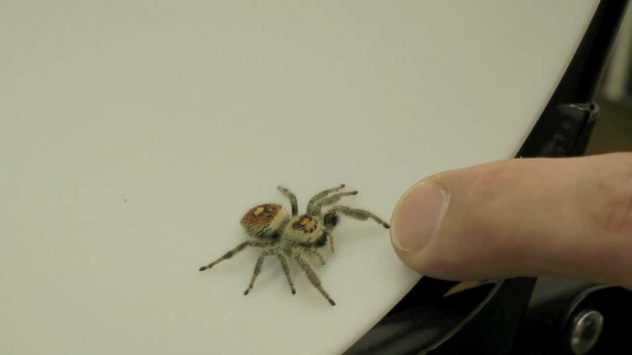 Regal jumping spider size