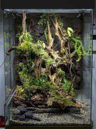 Reptile terrarium plants