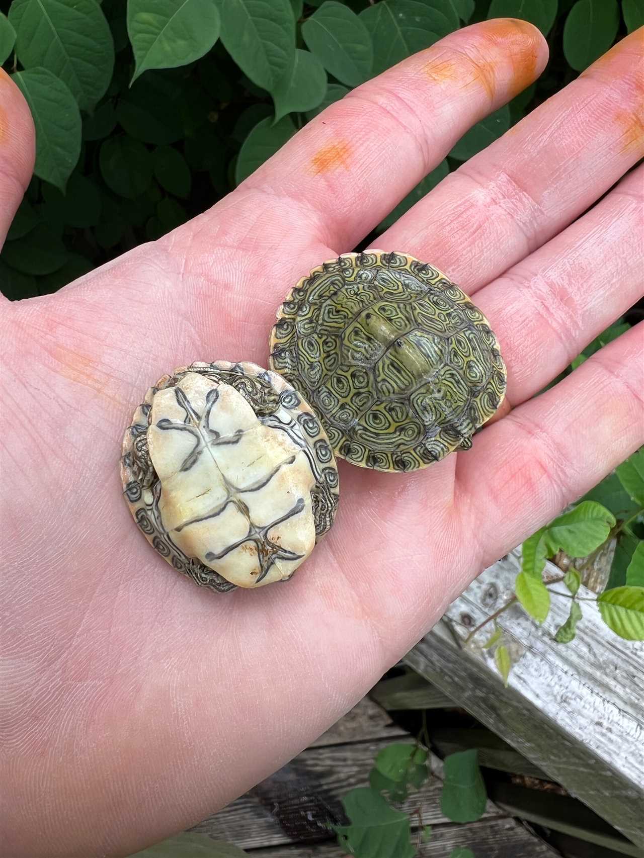 The Importance of the Rio Grande Cooter in the Ecosystem