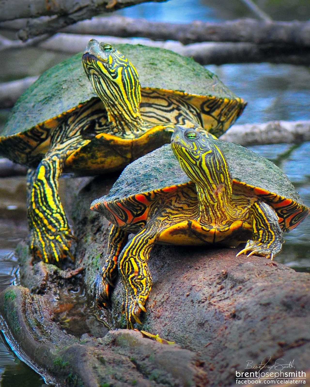 The Interaction of Humans with the Rio Grande Cooter