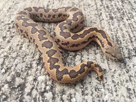 Habitat and Distribution