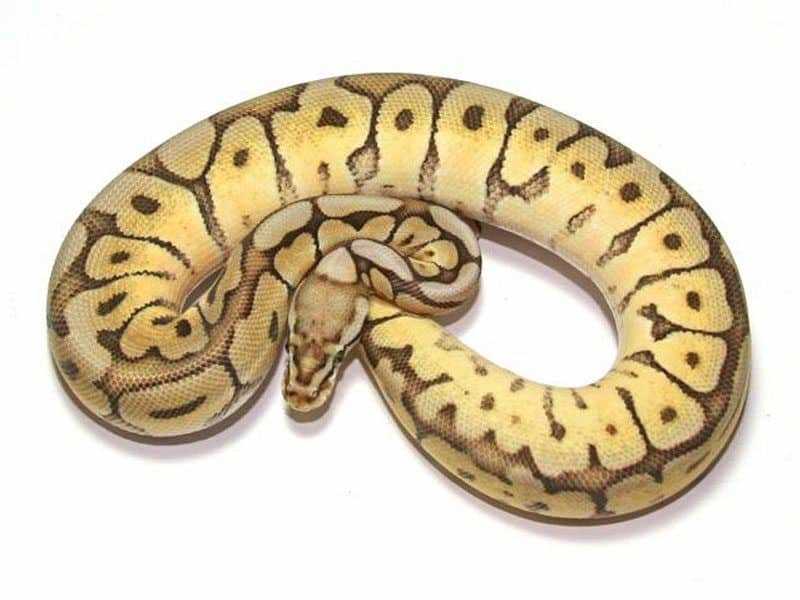 Features and Characteristics of the Royal Python Spider Morph