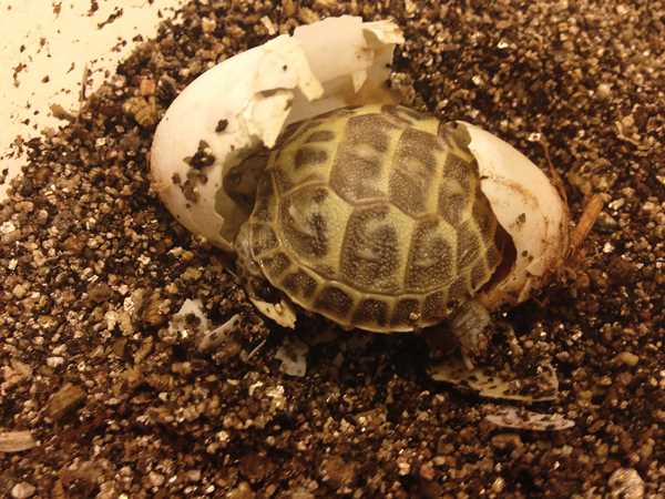 Benefits of using sand as bedding for Russian tortoise