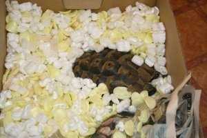 Waking Your Tortoise from Hibernation