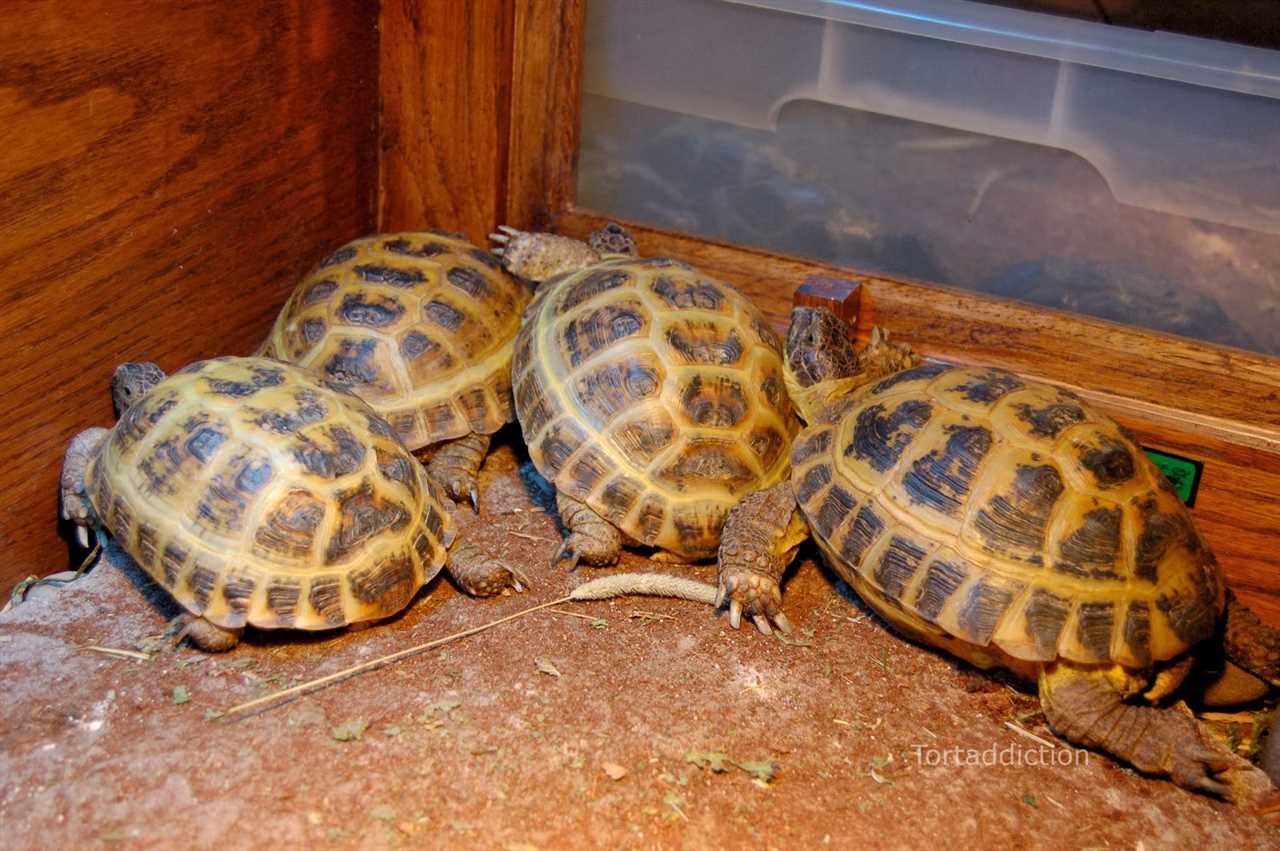 The Sleep of the Tortoise: Hibernation