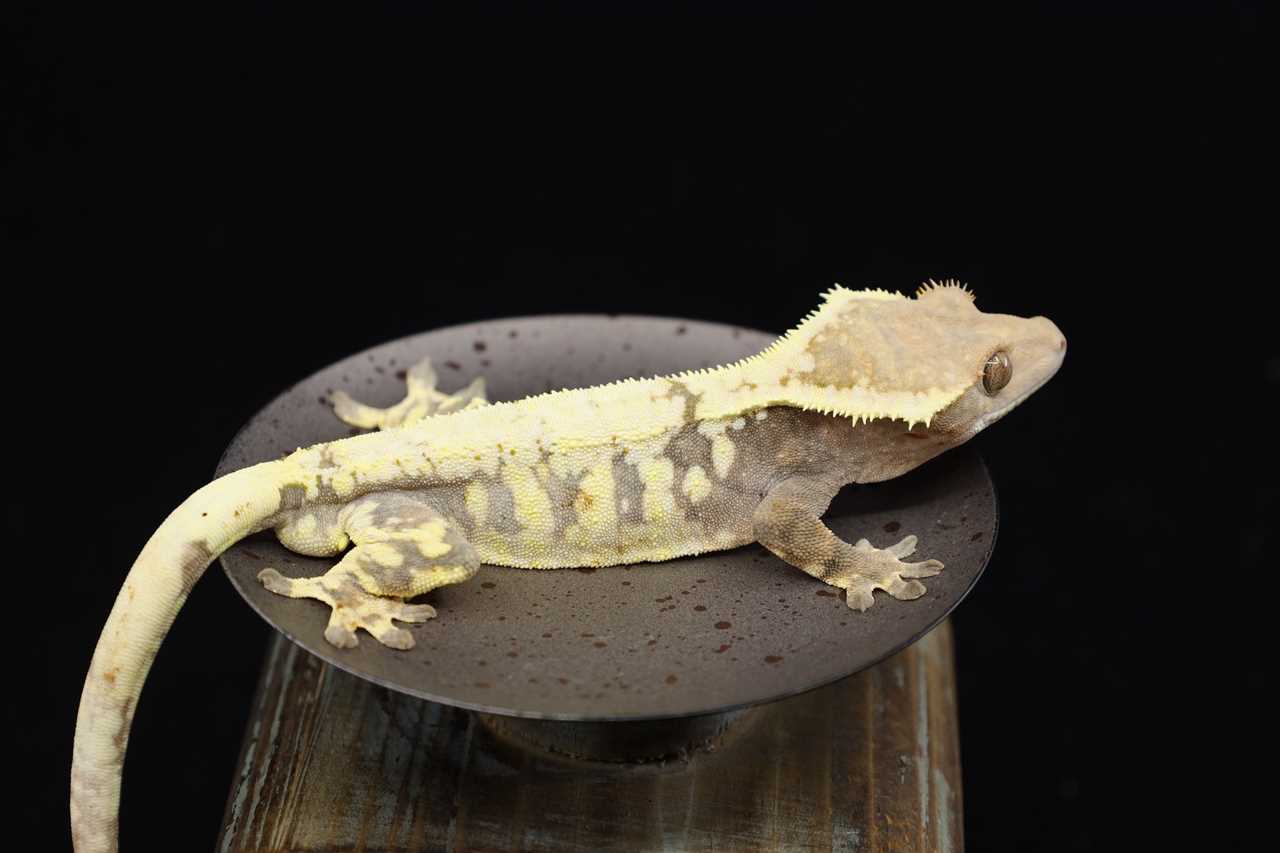 Sable crested gecko