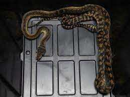Scrub python for sale