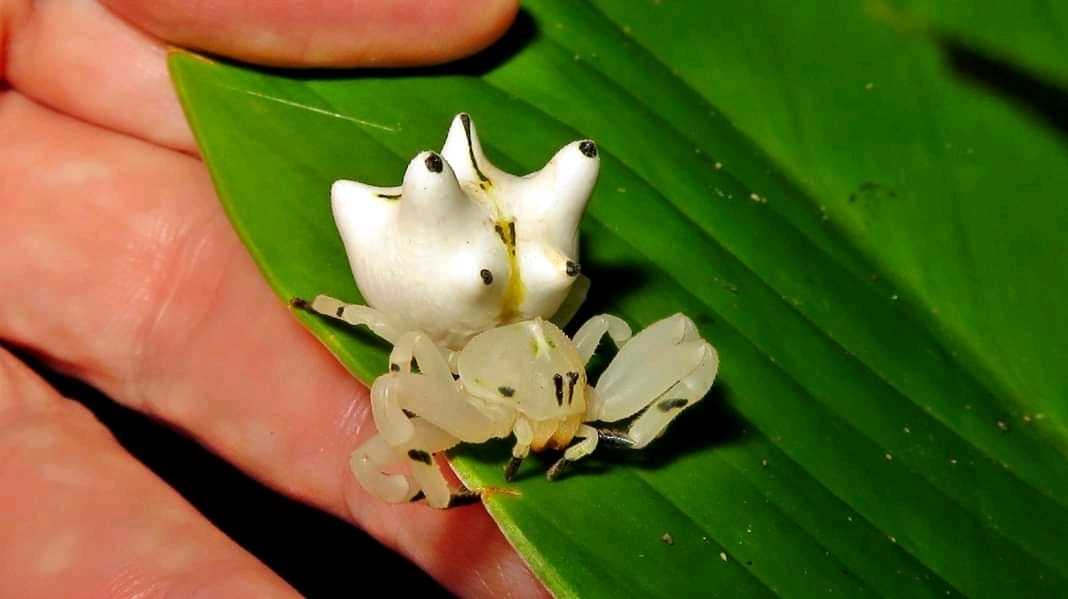 Characteristics of the Seven Spined Crab Spider