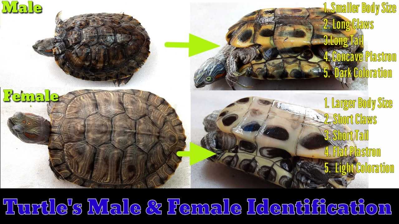 A Guide for Turtle Owners