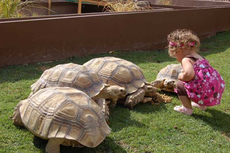 Implications of the Size of Sulcata Tortoise