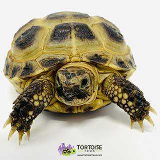 Mini Tortoises: A Look into Their Lifespan and Health