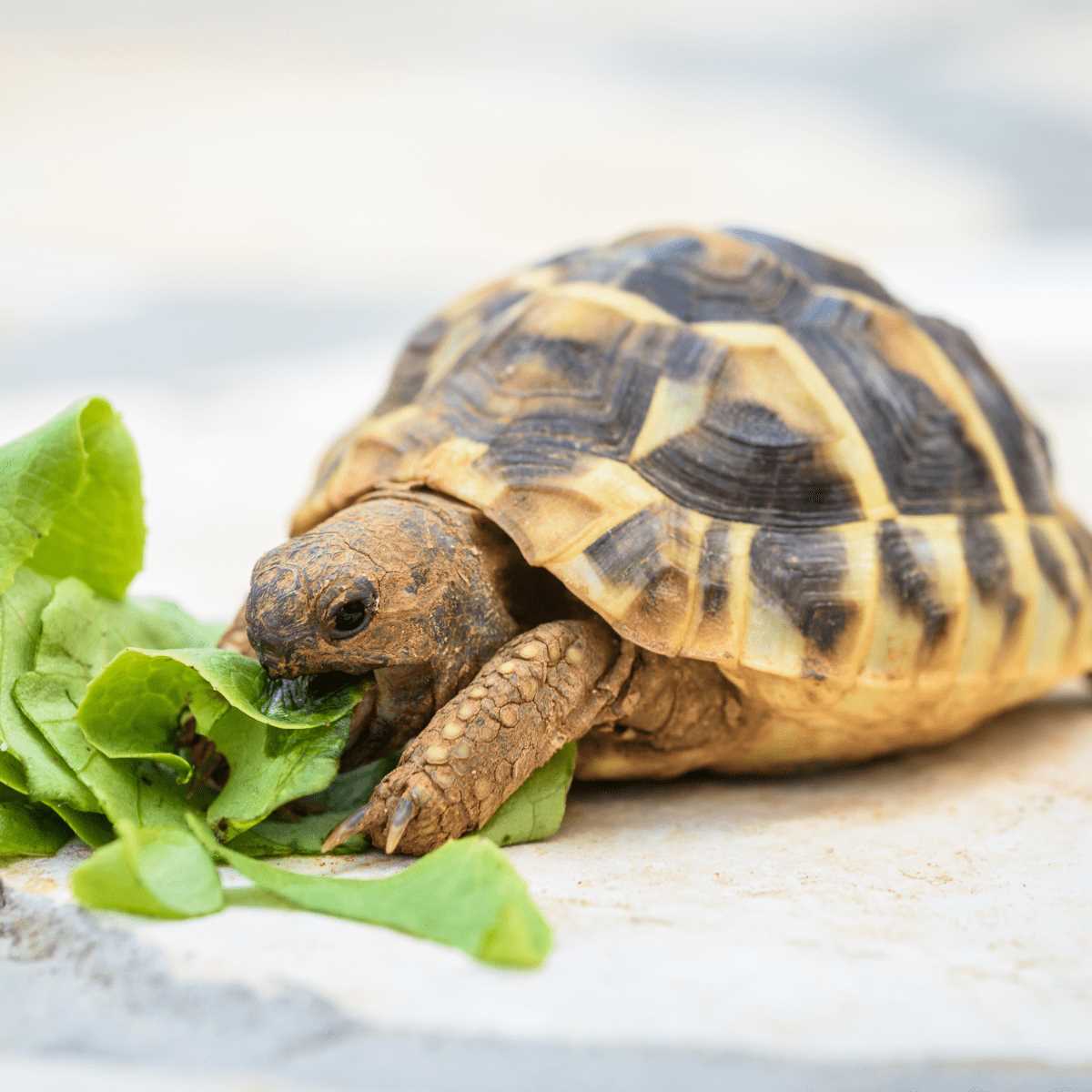 Smallest pet tortoise