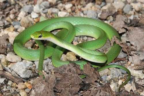 Smooth green snake for sale