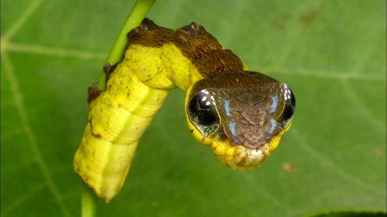 Can snake bugs be kept as pets?