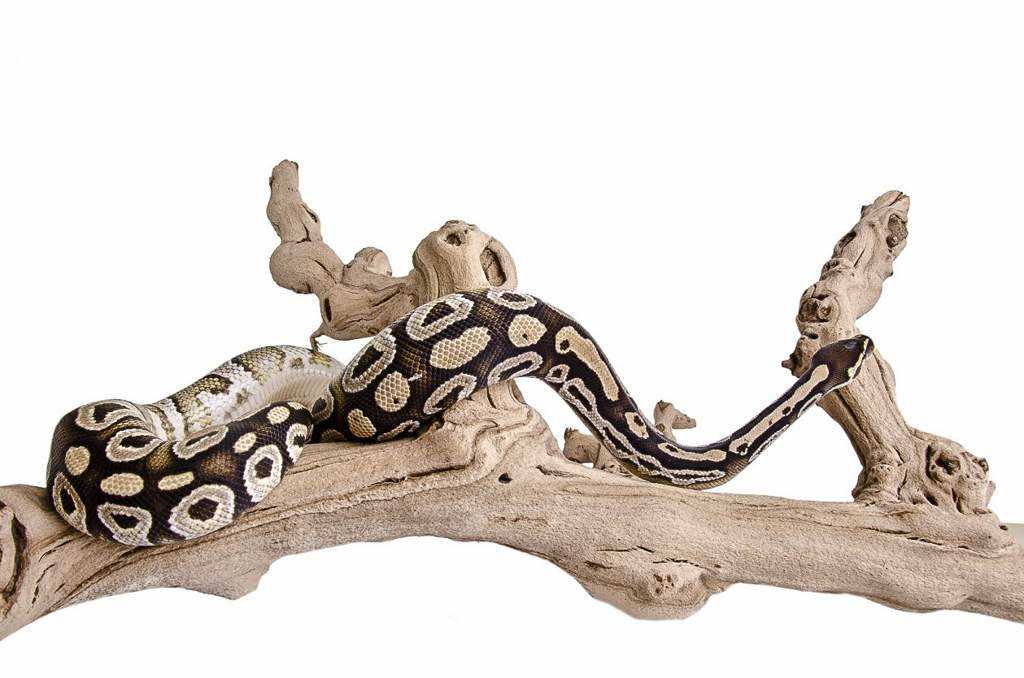 Snake climbing branch