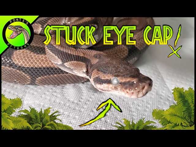 Choosing the Right Snake Eye Caps
