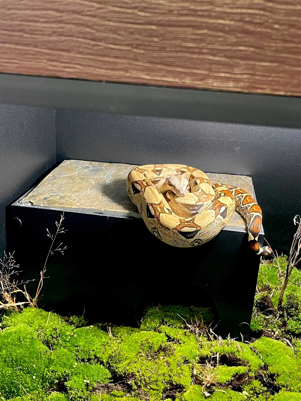 How a Snake Hide Box Adds Aesthetic Appeal to the Terrarium