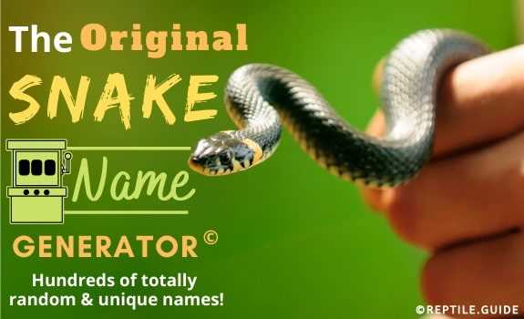 Why Choose a Snake Name Generator?