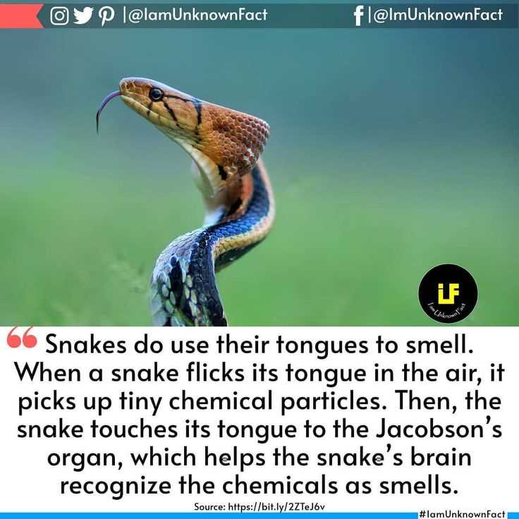 Snake trivia
