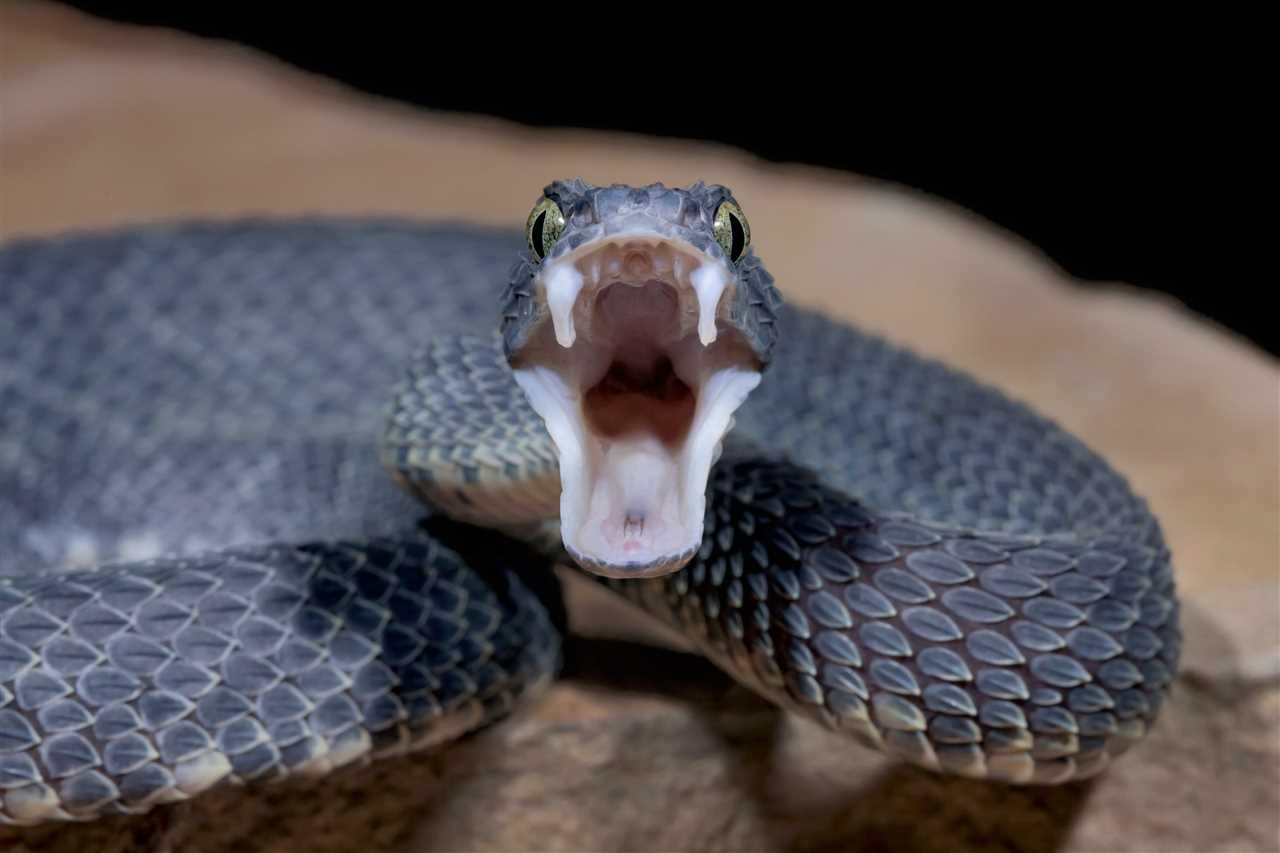 Adaptations in Toothless Snakes