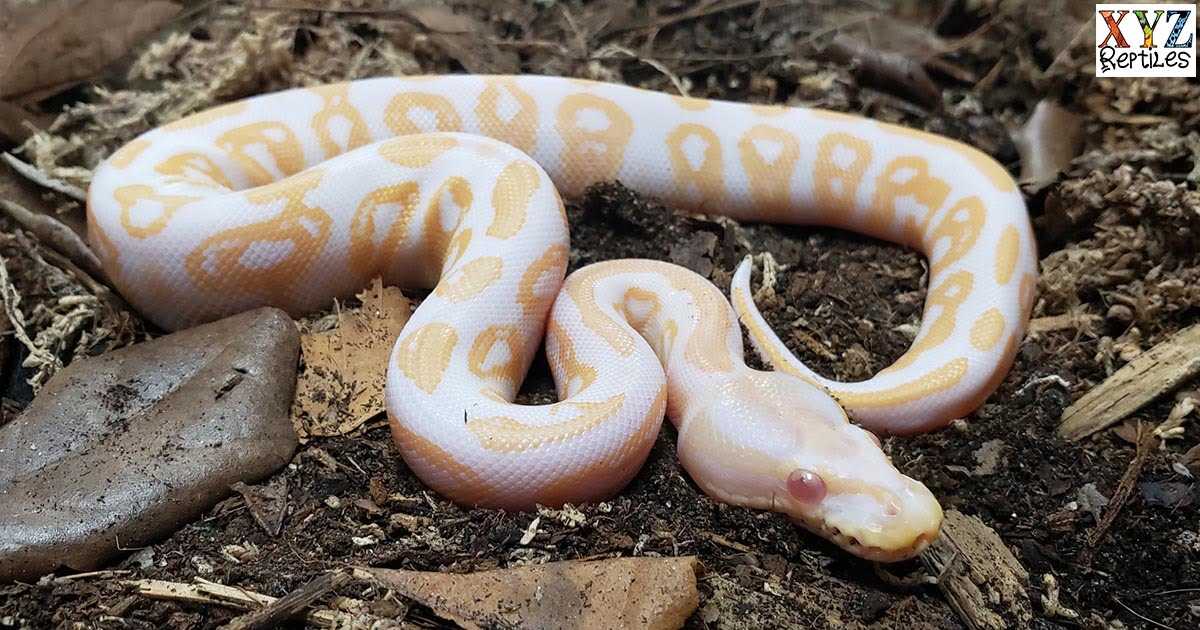 Snakes albino python
