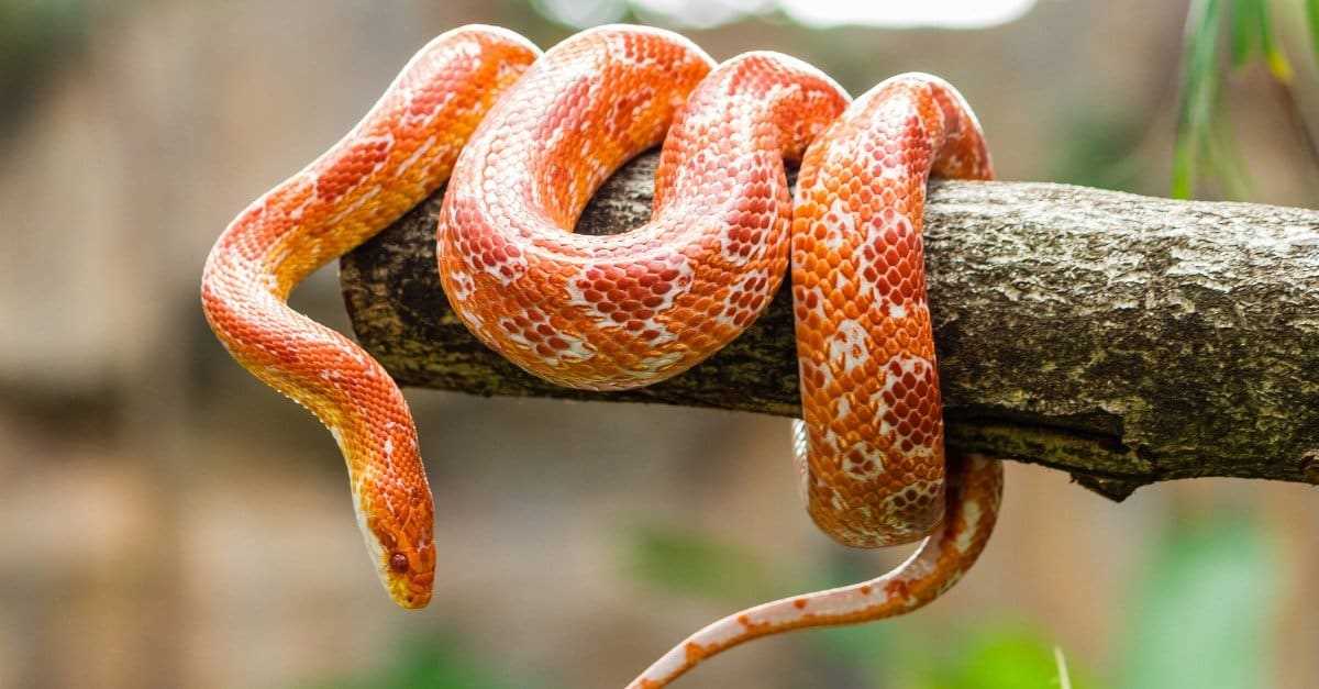 Feeding and Care for Pet Snakes