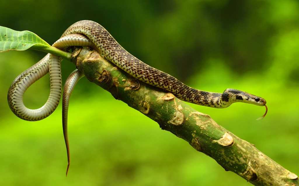 Snakes pictures with names