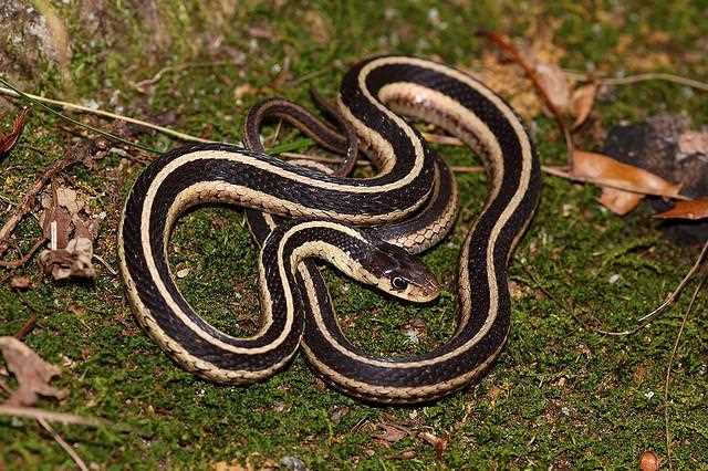 3. Rat Snakes